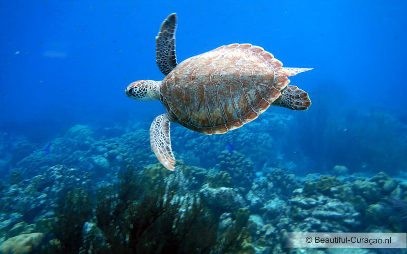 Zeeschildpad 
