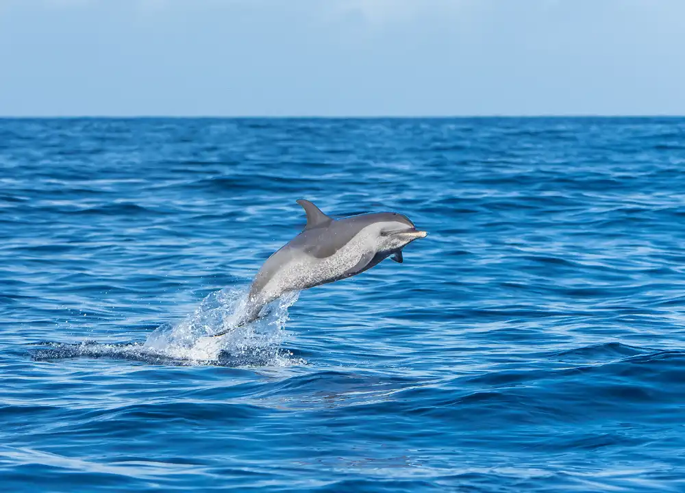 Dolfijnen op Curaçao