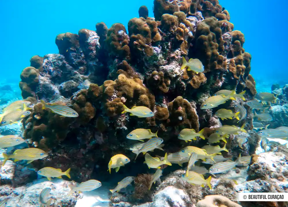Koraalrifvissen Curaçao