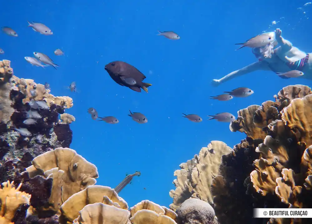 Snorkelen op Curaçao