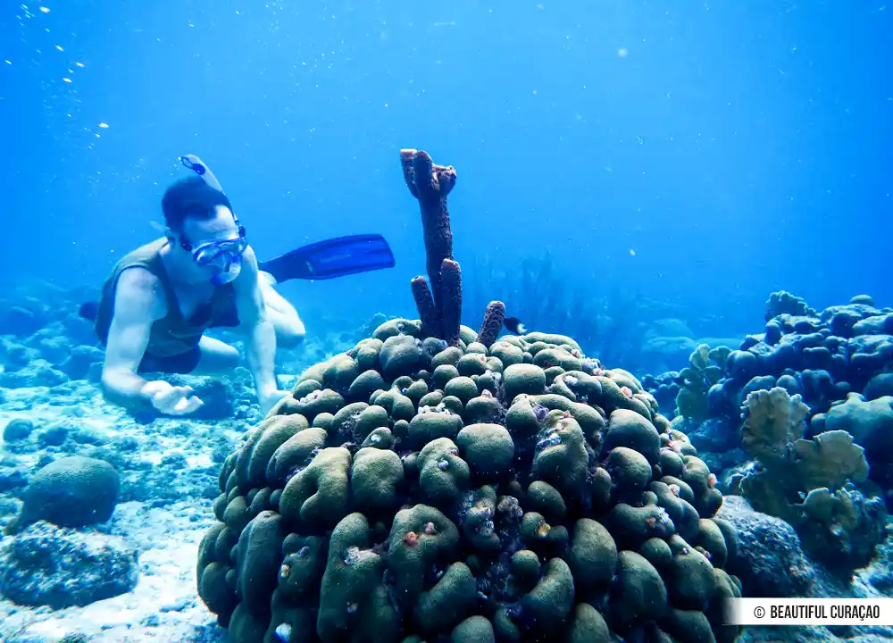 Snorkelen op Curaçao